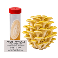 A 50ml centrifuge tube with a red cap containing a beige slant culture sample next to a cluster of yellow oyster mushrooms, with a text label reading 'AGGietROPICALS CULTURE BANK GOLDEN OYSTER MUSHROOM SLANT CULTURE 50ml Centrifuge Tube'.