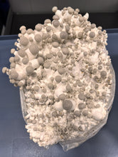 Load image into Gallery viewer, King Oyster Sterilized Grain Spawn Bag
