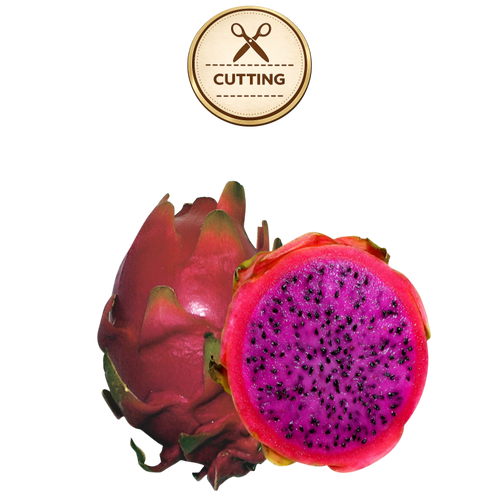 A whole and halved haleys commit dragon fruit on a white background, with a circular 'CUTTING' icon above it. The fruit has a reddish-pink skin and bright magenta-purple flesh with many small black seeds.