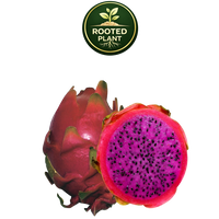 A whole and halved haleys commit dragon fruit on a white background, with a green circular 'Rooted Plant' logo above it. The fruit has a reddish-pink skin and a bright magenta-pink flesh with small black seeds.