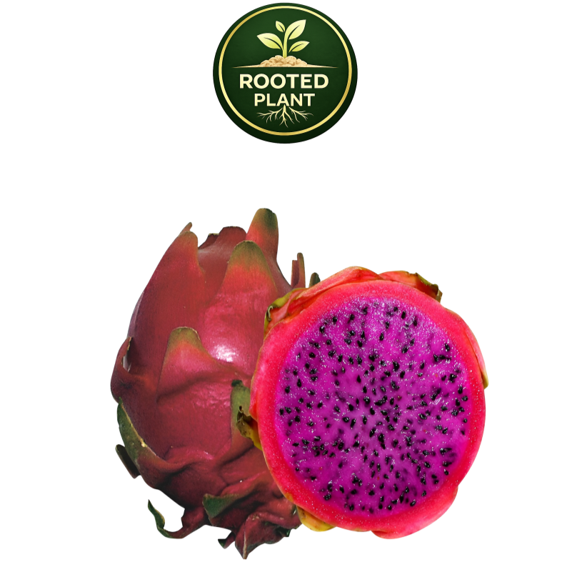 A whole and halved haleys commit dragon fruit on a white background, with a green circular 'Rooted Plant' logo above it. The fruit has a reddish-pink skin and a bright magenta-pink flesh with small black seeds.