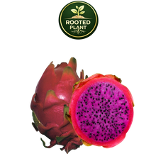 Load image into Gallery viewer, A whole and halved haleys commit dragon fruit on a white background, with a green circular 'Rooted Plant' logo above it. The fruit has a reddish-pink skin and a bright magenta-pink flesh with small black seeds.
