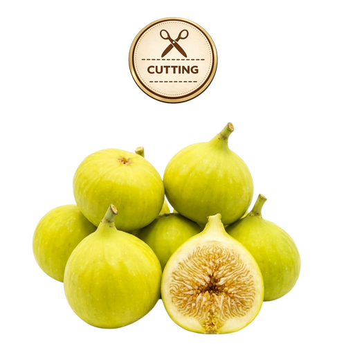 A pile of green figs on a white background, with one fig cut in half to show the inside. A circular badge at the top reads “CUTTING” with a scissors icon.