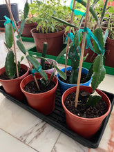 Load image into Gallery viewer, Potted cacti and succulents on a black tray with a marble surface background
