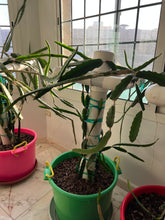 Load image into Gallery viewer, Potted plant in a green pot with a window in the background
