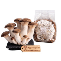 A cluster of King Oyster mushrooms with thick white stems and small dark brown caps on a dark slate board, beside a clear plastic bag of grain spawn colonized with white mycelium, with a wooden tag reading "AggieTropicals, KING OYSTER - Premium Spawn Genetics", on a white background.
