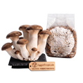 A cluster of mature king oyster mushrooms with brown caps and off-white stems stands on a black slate base next to a clear plastic bag containing grain spawn, with a wooden AggieTropicals brand tag in front, isolated on a white background.