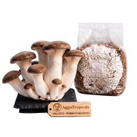 A cluster of mature king oyster mushrooms with brown caps and off-white stems stands on a black slate base next to a clear plastic bag containing grain spawn, with a wooden AggieTropicals brand tag in front, isolated on a white background.