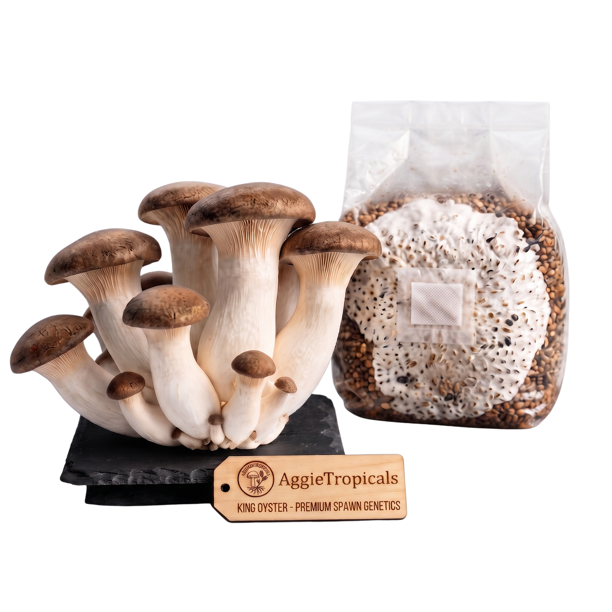 A cluster of mature king oyster mushrooms with brown caps and off-white stems stands on a black slate base next to a clear plastic bag containing grain spawn, with a wooden AggieTropicals brand tag in front, isolated on a white background.