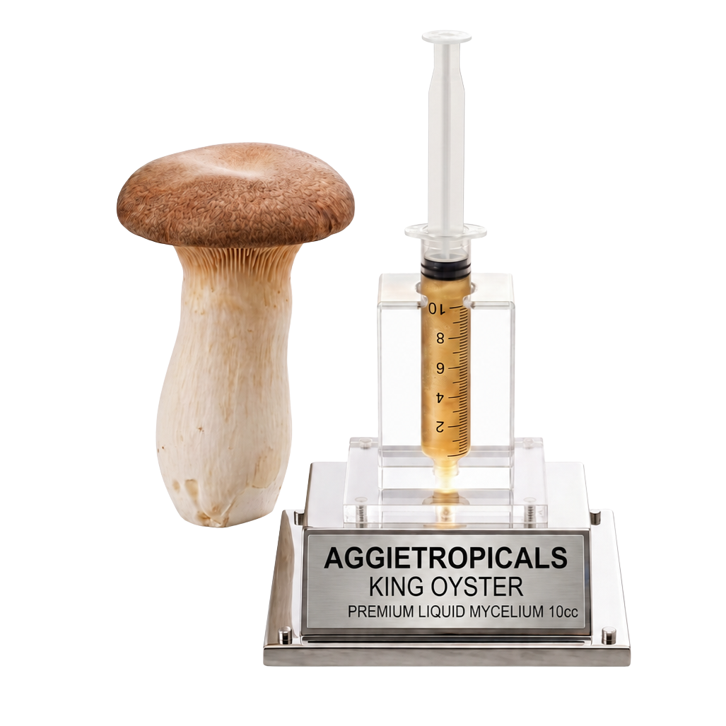 A 10cc liquid mycelium kit by Aggietropicals King Oyster, featuring a clear plastic syringe filled with golden liquid, a clear acrylic stand, and a silver metal base with a printed nameplate, shown next to a realistic King Oyster mushroom on a white background.