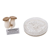 A cluster of King Oyster mushrooms with thick white stems and small dark brown caps, beside a round petri dish showing white mycelial growth on agar, labeled "AGGIETROPICAL CULTURE BANK, PETRI DISH MOTHER CULTURE, Species: Pleurotus eryngii", on a white background.