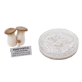 A petri dish containing a white mushroom culture and two small mushroom specimens with tan caps and off-white stalks, alongside a label that reads 'AGGIETROPICAL CULTURE BANK PETRI DISH MOTHER CULTURE'.