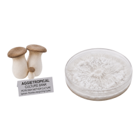 A petri dish containing a white mushroom culture and two small mushroom specimens with tan caps and off-white stalks, alongside a label that reads 'AGGIETROPICAL CULTURE BANK PETRI DISH MOTHER CULTURE'.