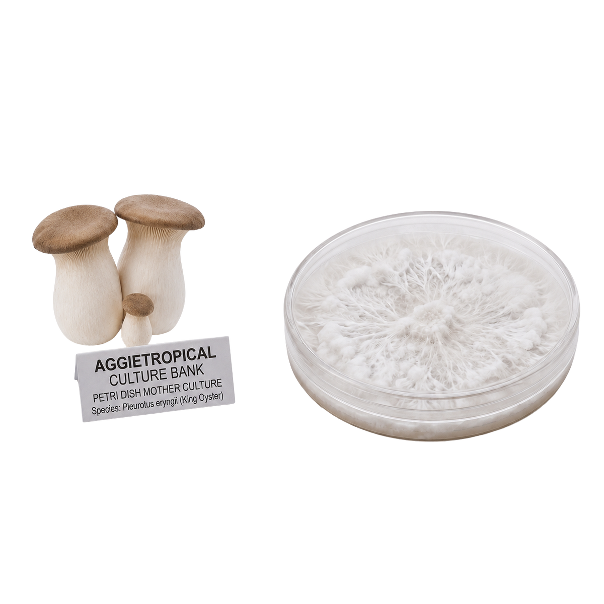 A petri dish containing a white mushroom culture and two small mushroom specimens with tan caps and off-white stalks, alongside a label that reads 'AGGIETROPICAL CULTURE BANK PETRI DISH MOTHER CULTURE'.