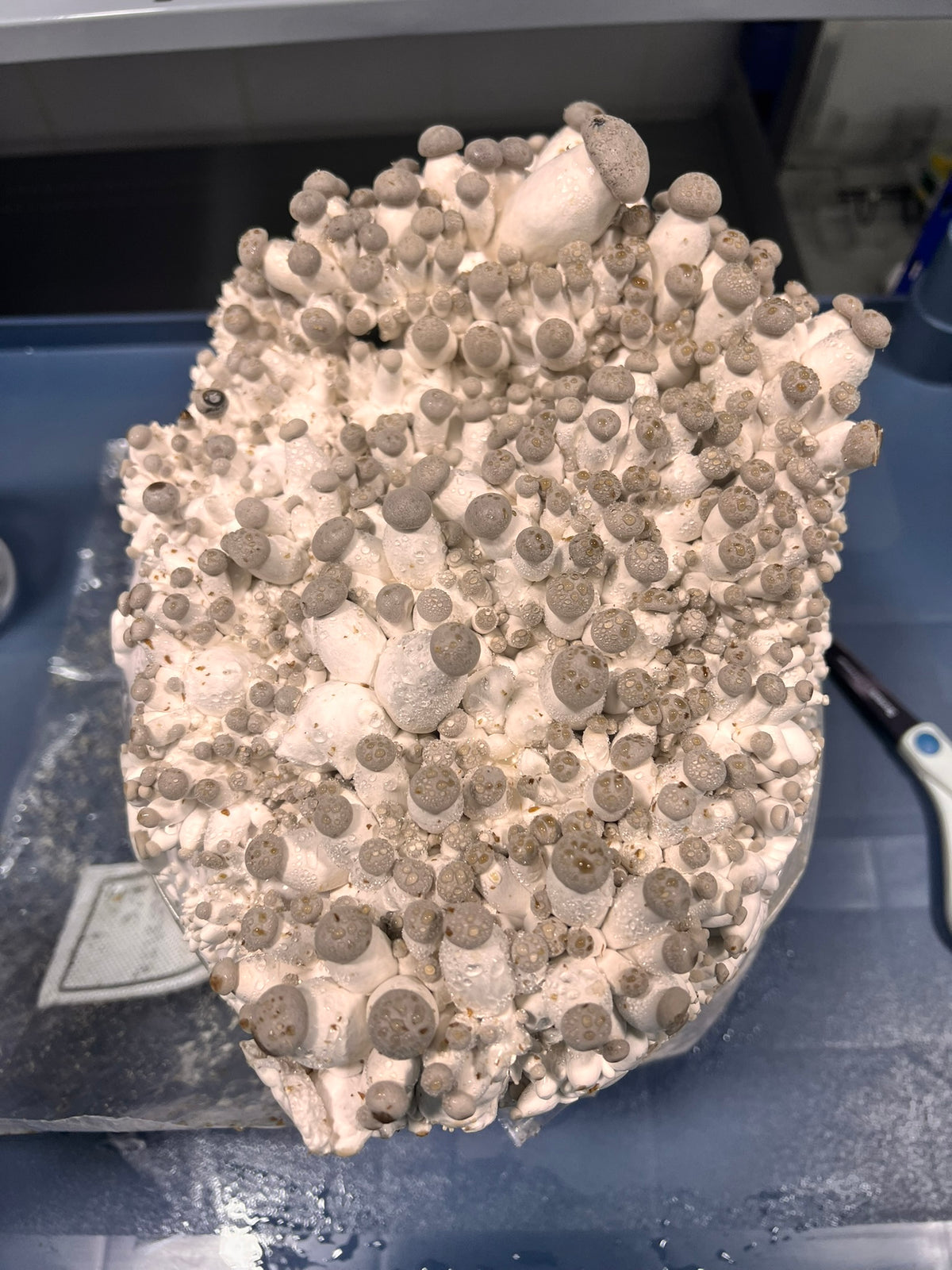 A large natural substrate block specimen covered in numerous small gray-brown rounded growths, photographed on a blue-gray work surface with tools partially visible in the background.
