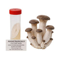 A cluster of King Oyster mushrooms with thick white stems and small dark brown caps, beside a clear 50ml centrifuge tube containing a slanted agar culture with white mycelial growth, labeled "AGGIETROPICALS CULTURE BANK, KING OYSTER MUSHROOM SLANT CULTURE, 50ml Centrifuge Tube, Agar: MEA (Malt Extract Agar)", on a white background.