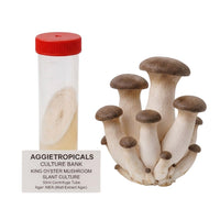A cluster of King Oyster mushrooms with thick white stems and small dark brown caps, beside a clear 50ml centrifuge tube containing a slanted agar culture with white mycelial growth, labeled "AGGIETROPICALS CULTURE BANK, KING OYSTER MUSHROOM SLANT CULTURE, 50ml Centrifuge Tube, Agar: MEA (Malt Extract Agar)", on a white background.