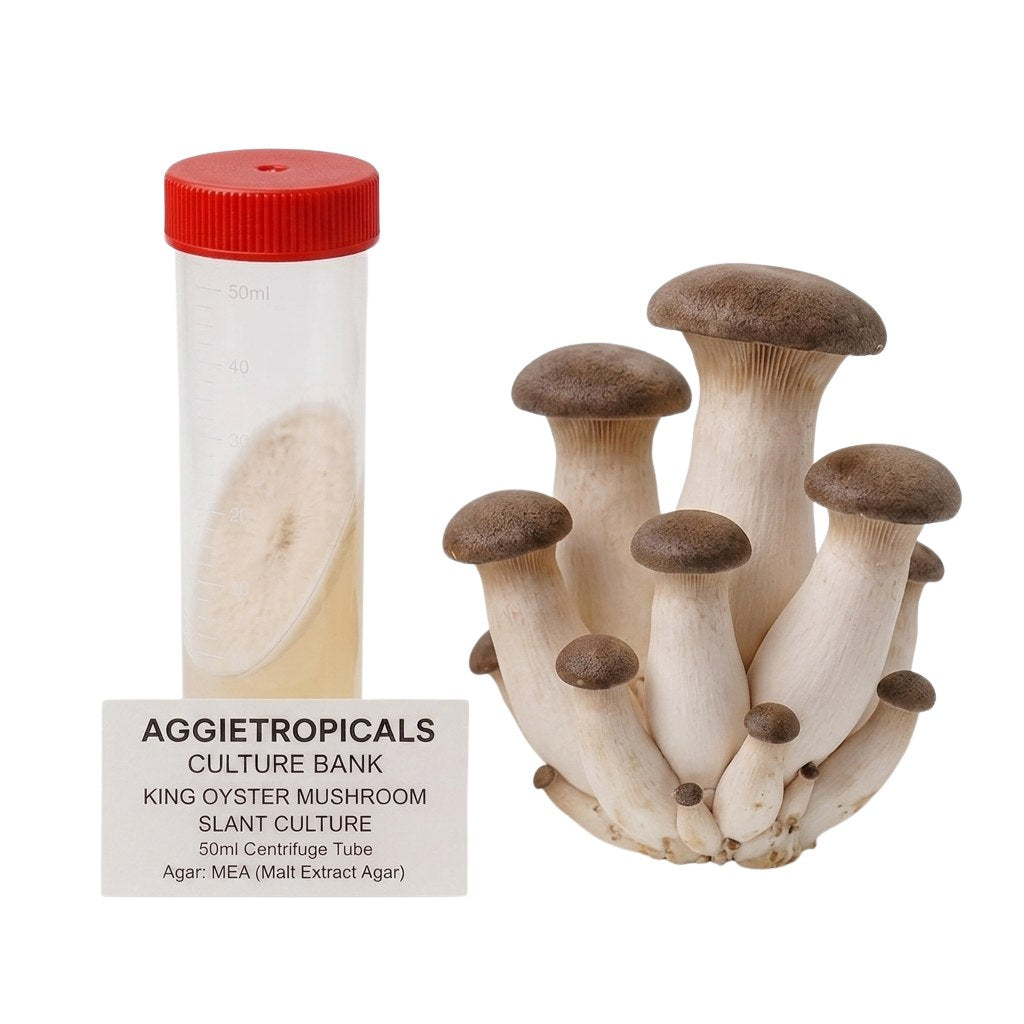 A cluster of King Oyster mushrooms with thick white stems and small dark brown caps, beside a clear 50ml centrifuge tube containing a slanted agar culture with white mycelial growth, labeled "AGGIETROPICALS CULTURE BANK, KING OYSTER MUSHROOM SLANT CULTURE, 50ml Centrifuge Tube, Agar: MEA (Malt Extract Agar)", on a white background.