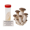 A cluster of King Oyster Mushroom slant culture mushrooms next to a 50ml centrifuge tube containing MEA (Malt Extract Agar) with a red cap, labeled 'AGGIETROPICALS CULTURE BANK KING OYSTER MUSHROOM SLANT CULTURE' on a white background.