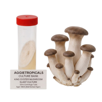 A cluster of King Oyster Mushroom slant culture mushrooms next to a 50ml centrifuge tube containing MEA (Malt Extract Agar) with a red cap, labeled 'AGGIETROPICALS CULTURE BANK KING OYSTER MUSHROOM SLANT CULTURE' on a white background.