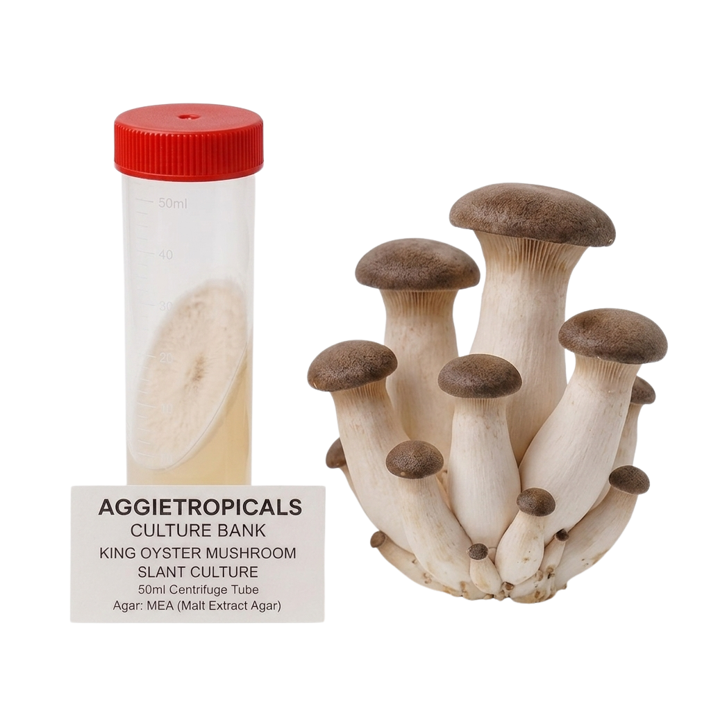 A cluster of King Oyster Mushroom slant culture mushrooms next to a 50ml centrifuge tube containing MEA (Malt Extract Agar) with a red cap, labeled 'AGGIETROPICALS CULTURE BANK KING OYSTER MUSHROOM SLANT CULTURE' on a white background.