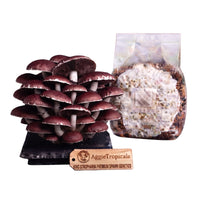A cluster of King Stropharia mushrooms with reddish-brown caps and a ring on the stem on a dark slate board, beside a clear plastic bag of grain spawn colonized with white mycelium, with a wooden tag reading "AggieTropicals, KING STRAPHARIA - Premium Spawn Genetics", on a white background.