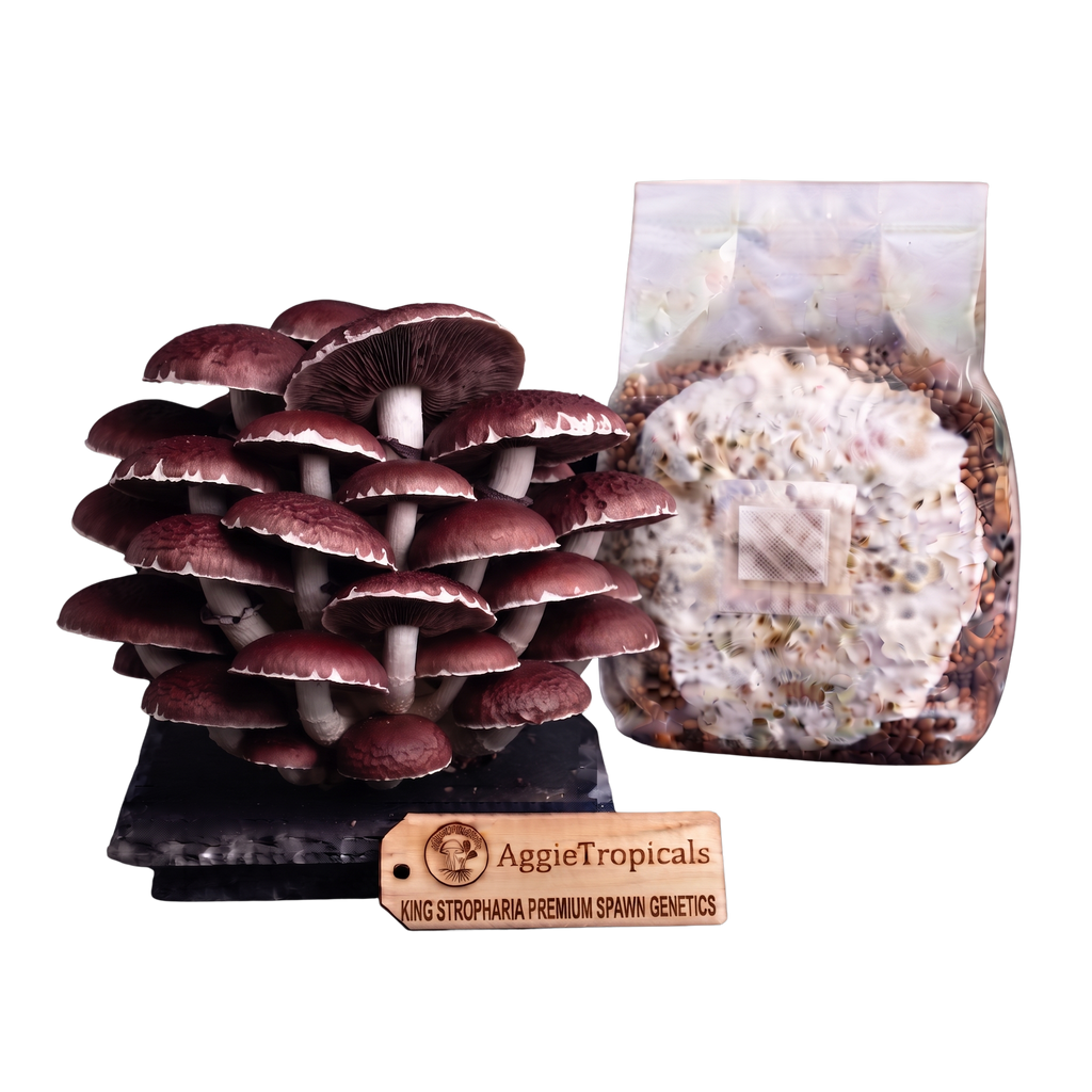 A cluster of mature King Stropharia mushrooms on a black base next to a clear plastic bag containing substrate, with a wooden AggieTropicals brand tag in front, all on a white background.