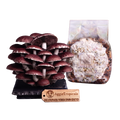 A cluster of mature King Stropharia mushrooms on a black base next to a clear plastic bag containing substrate, with a wooden AggieTropicals brand tag in front, all on a white background.