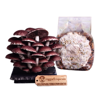 A cluster of mature King Stropharia mushrooms on a black base next to a clear plastic bag containing substrate, with a wooden AggieTropicals brand tag in front, all on a white background.