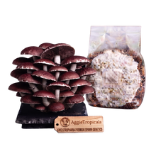Load image into Gallery viewer, A cluster of mature King Stropharia mushrooms on a black base next to a clear plastic bag containing substrate, with a wooden AggieTropicals brand tag in front, all on a white background.
