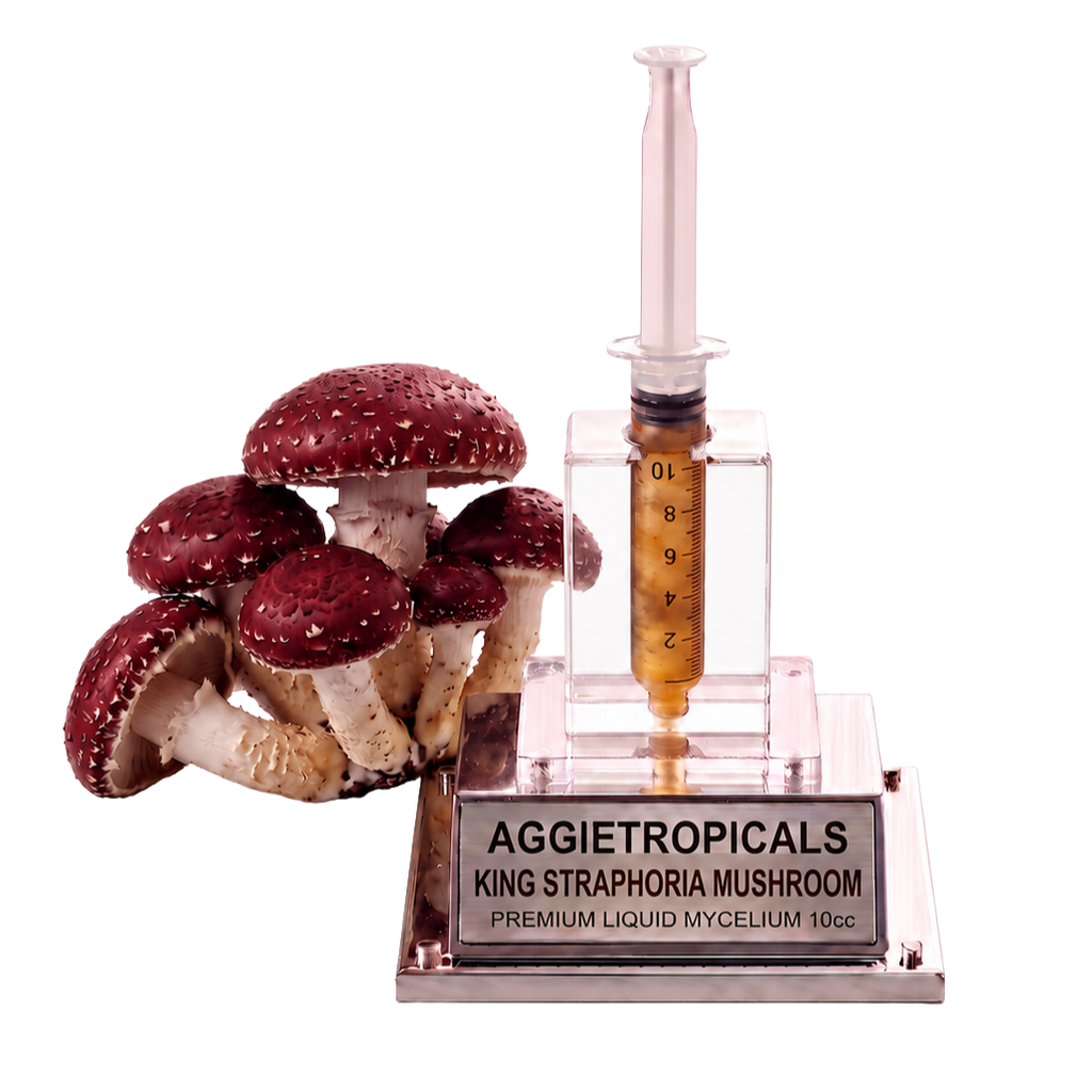A mushroom cultivation display featuring several red-and-white Aggietropicals King Straphora mushrooms next to a clear acrylic syringe-style container filled with amber liquid and mounted on a branded base.