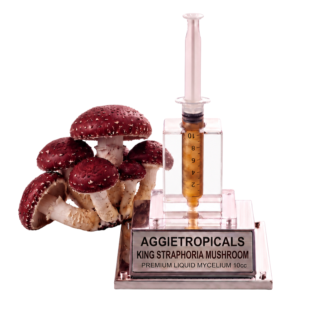 A mushroom cultivation display featuring several red-and-white Aggietropicals King Straphora mushrooms next to a clear acrylic syringe-style container filled with amber liquid and mounted on a branded base.