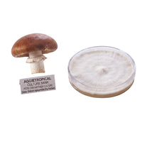 A cluster of King Stropharia mushrooms with reddish-brown caps and a ring on the stem, beside a round petri dish showing white mycelial growth on agar, labeled "AGGIETROPICAL CULTURE BANK, PETRI DISH MOTHER CULTURE, Species: Stropharia rugosoannulata", on a white background.