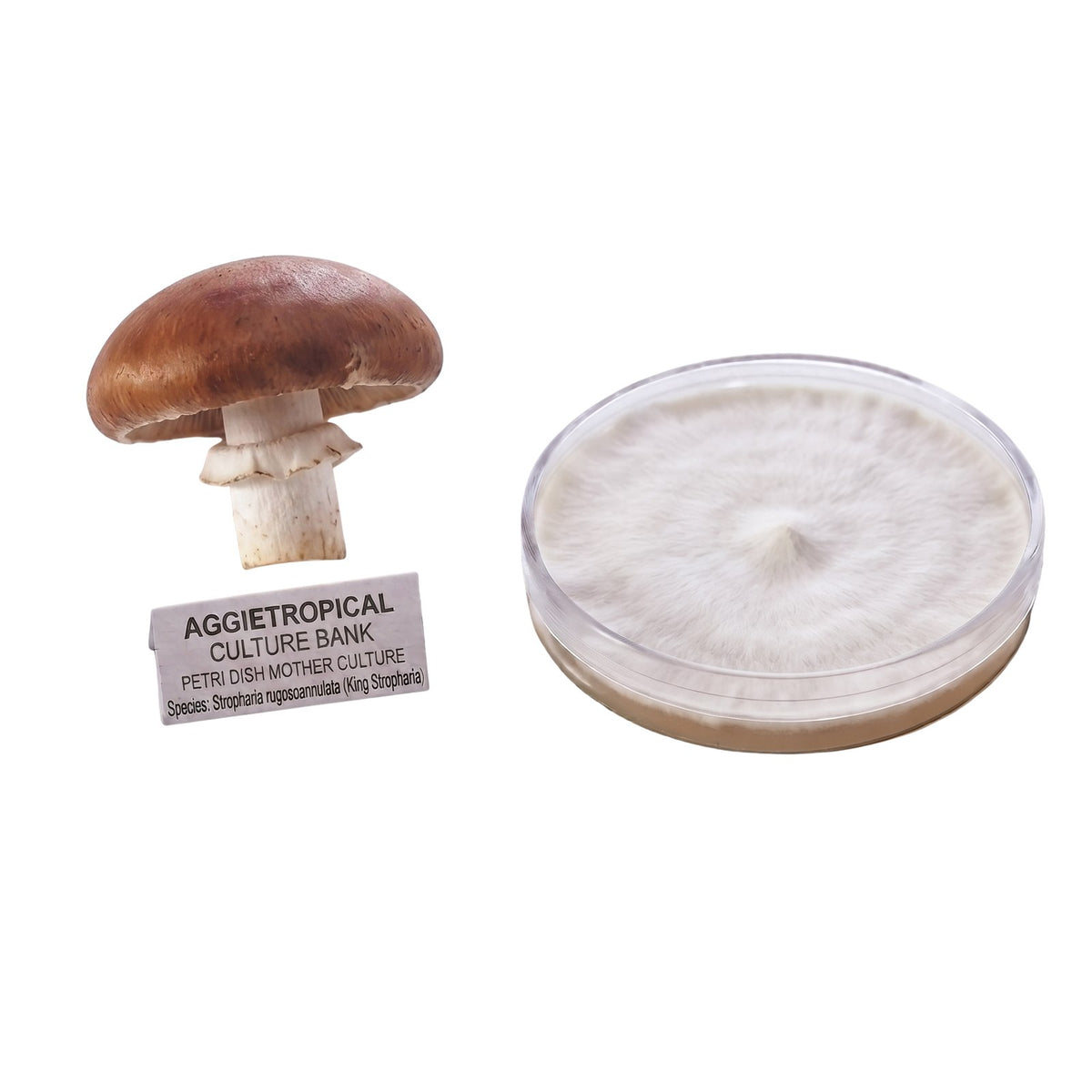A cluster of King Stropharia mushrooms with reddish-brown caps and a ring on the stem, beside a round petri dish showing white mycelial growth on agar, labeled "AGGIETROPICAL CULTURE BANK, PETRI DISH MOTHER CULTURE, Species: Stropharia rugosoannulata", on a white background.