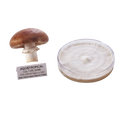 A shiitake mushroom specimen with a label next to a clear petri dish containing white mycelium, on a plain white background. The label reads 'AGGIETROPICAL CULTURE BANK PETRI DISH MOTHER CULTURE'.