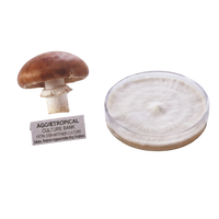 A shiitake mushroom specimen with a label next to a clear petri dish containing white mycelium, on a plain white background. The label reads 'AGGIETROPICAL CULTURE BANK PETRI DISH MOTHER CULTURE'.