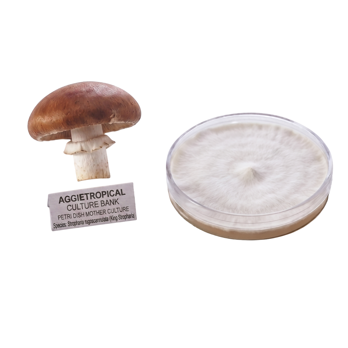 A shiitake mushroom specimen with a label next to a clear petri dish containing white mycelium, on a plain white background. The label reads 'AGGIETROPICAL CULTURE BANK PETRI DISH MOTHER CULTURE'.