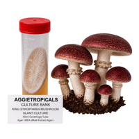 A cluster of King Stropharia mushrooms with reddish-brown caps and a ring on the stem, beside a clear 50ml centrifuge tube containing a slanted agar culture with white mycelial growth, labeled "AGGIETROPICALS CULTURE BANK, KING STRAPHARIA MUSHROOM SLANT CULTURE, 50ml Centrifuge Tube, Agar: MEA (Malt Extract Agar)", on a white background.