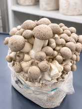 Load image into Gallery viewer, A cluster of large beige mushrooms growing in a clear plastic bag filled with substrate, photographed on a blue surface with shelves in the background.

