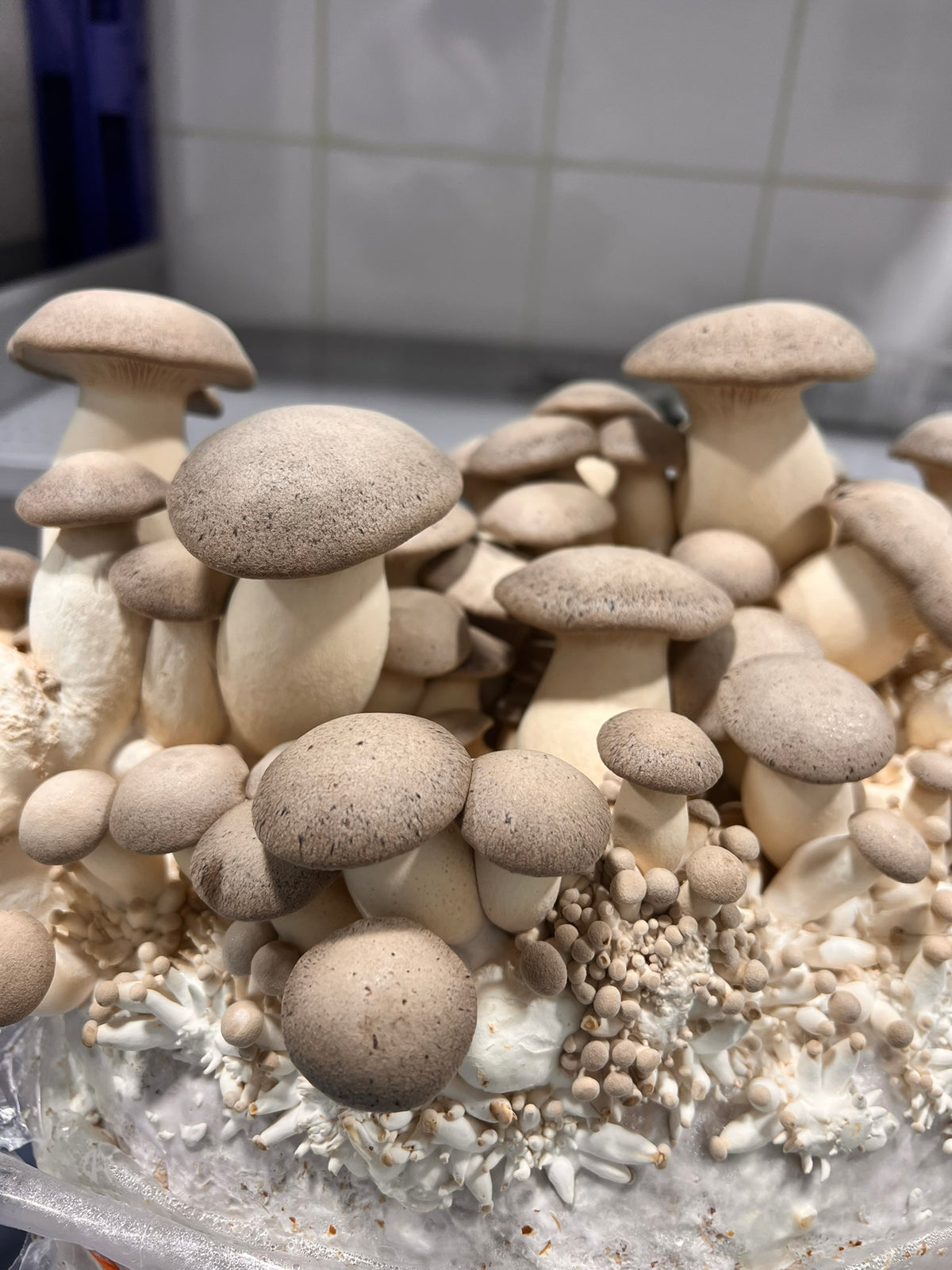 A cluster of young king oyster mushrooms growing on a substrate with visible grain and white mycelium, photographed close up in what appears to be a cultivation container.