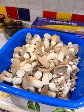 Load image into Gallery viewer, A blue plastic tub filled with sliced and whole oyster mushrooms, with a box of Stretch-Tite plastic food wrap and jars in the background on a kitchen counter.
