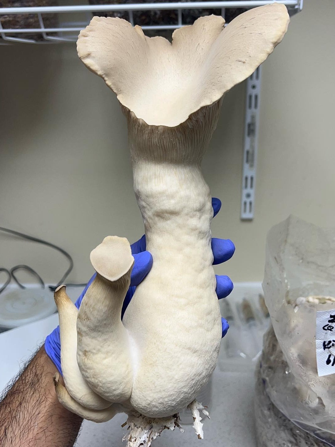 A large cream-colored large King Oyster mushroom cluster, likely oyster mushrooms, held by a hand wearing a blue nitrile glove in a laboratory or cultivation setting.