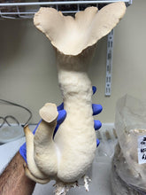 Load image into Gallery viewer, A large cream-colored mushroom cluster, likely oyster mushrooms, held by a hand wearing a blue nitrile glove in a laboratory or cultivation setting.
