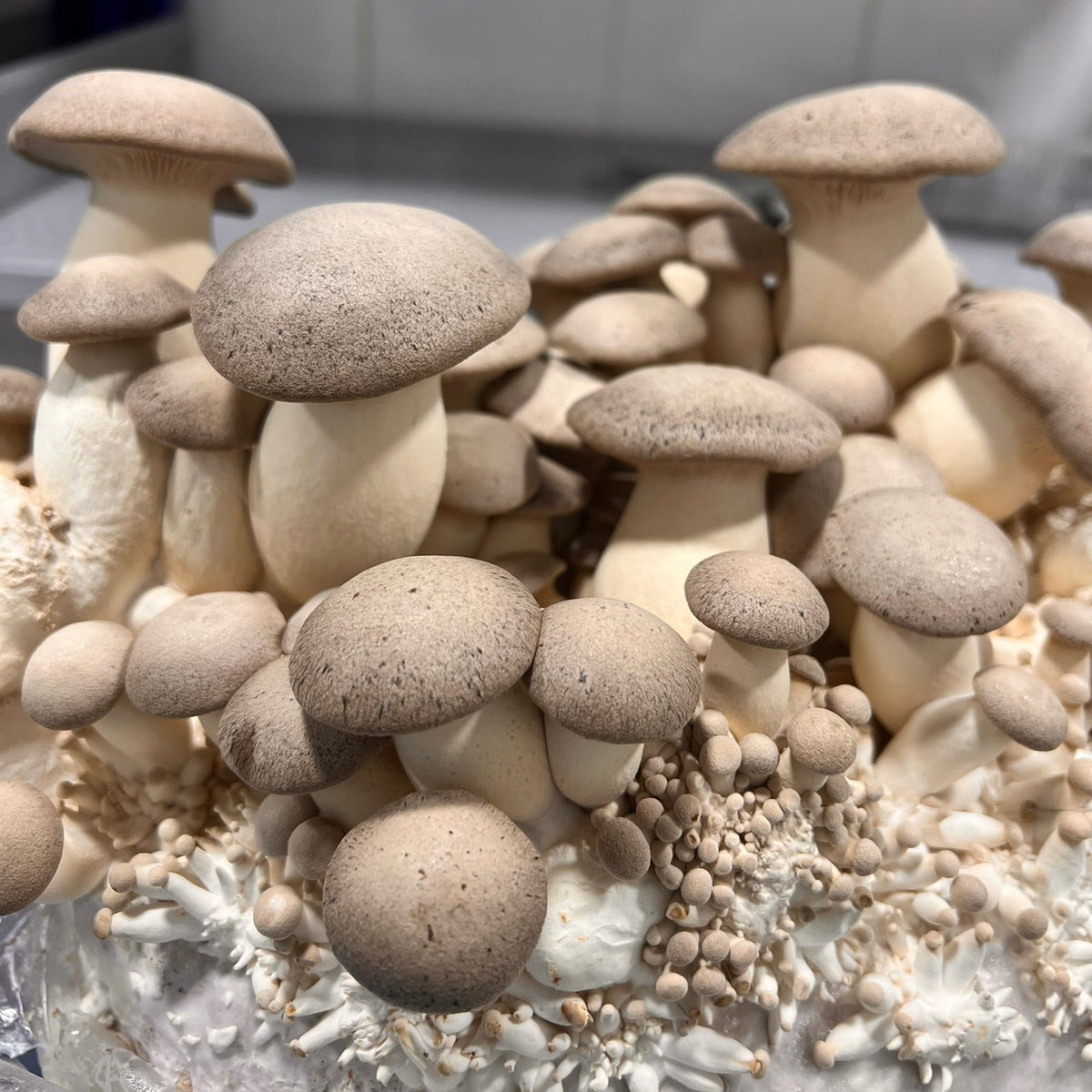 A cluster of young king oyster mushrooms growing on a substrate with visible grain and white mycelium, photographed close up in what appears to be a cultivation container.