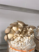 Load image into Gallery viewer, A cluster of beige and off-white oyster mushrooms growing on a plastic bag filled with mushroom substrate, set against a white tiled wall.

