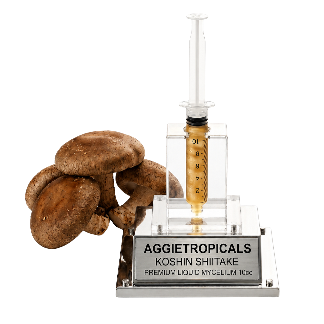 A clear acrylic and metal display stand holding a transparent syringe filled with amber liquid, with several brown shiitake mushrooms placed beside it on a white background. The front plaque reads 'AGGietROPICALS KOSHIN SHIITAKE PREMIUM LIQUID MYCELIUm 10cc'.