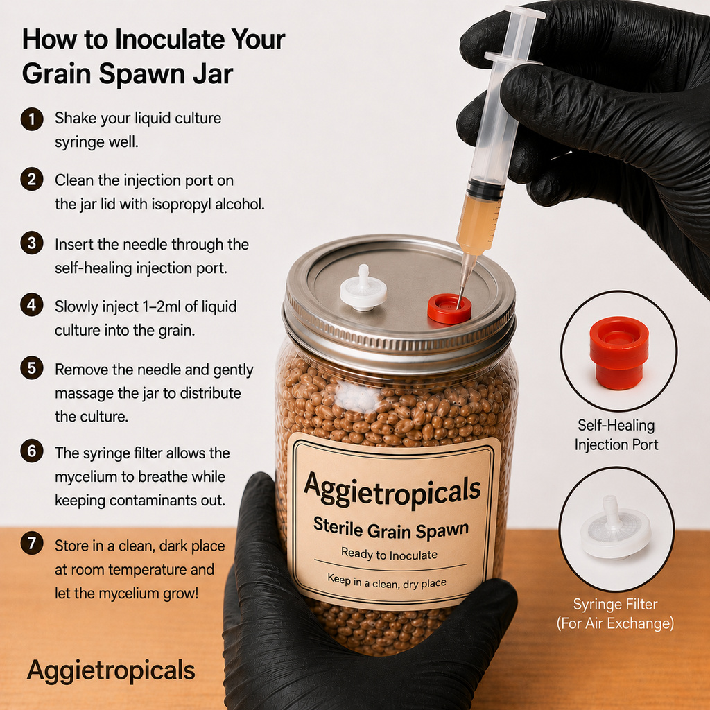 Instruction graphic for inoculating grain spawn jars, showing a step-by-step guide on the left and a photo of a gloved hand injecting a liquid culture into a clear glass jar filled with tan grains on the right.