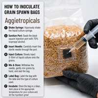 Instruction graphic for inoculating grain spawn bags, showing a step-by-step guide on the left and a photo of a gloved hand injecting a liquid culture into a clear plastic bag filled with tan grains on the right.