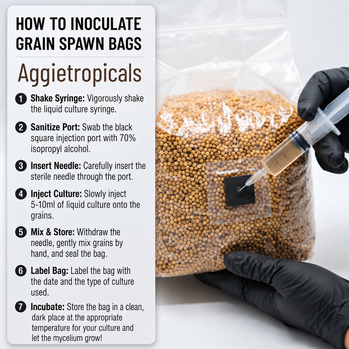 Instruction graphic for inoculating grain spawn bags, showing a step-by-step guide on the left and a photo of a gloved hand injecting a liquid culture into a clear plastic bag filled with tan grains on the right.