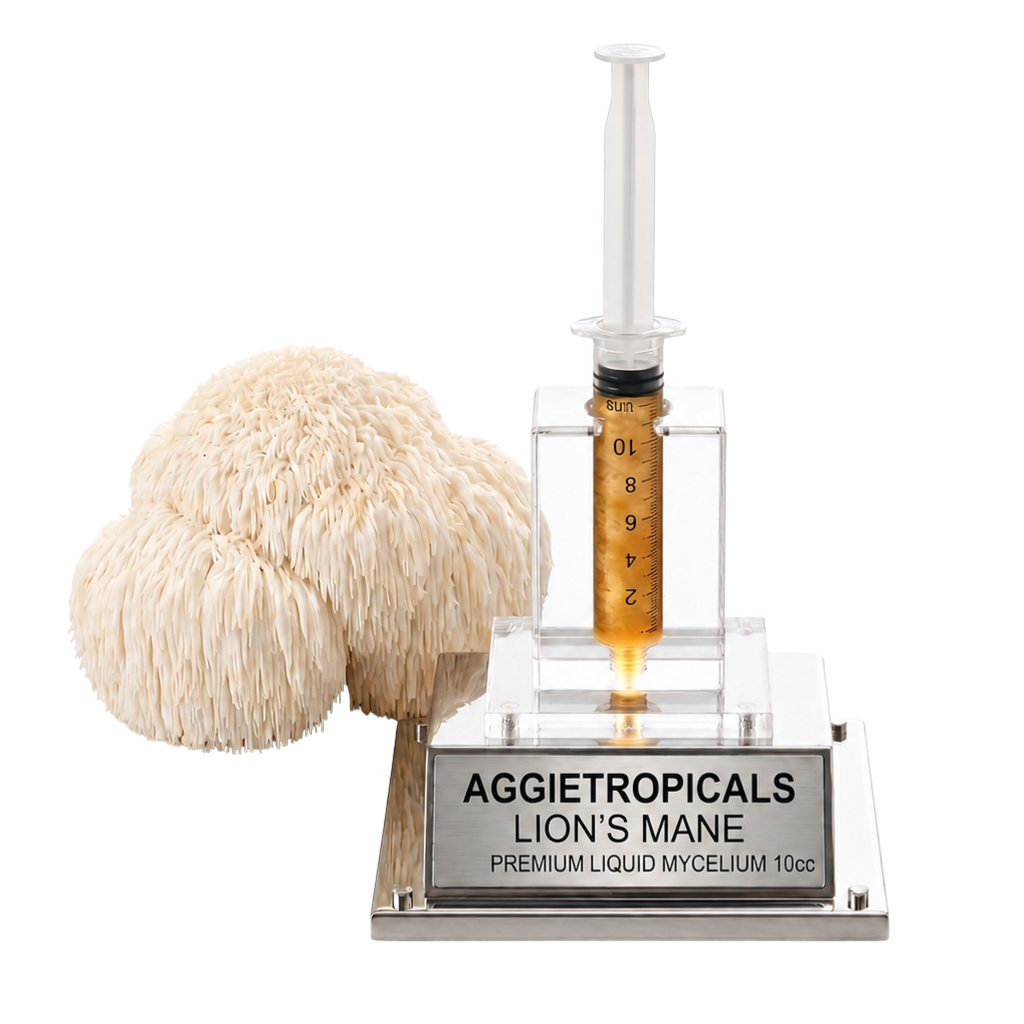 A lion's mane gummies product display featuring a clear plastic syringe filled with golden amber liquid mounted on a clear acrylic stand with a silver base labeled 'AGGietropicals LION'S MANE PREMIUM LIQUID MYCELIUM 10cc'. A large beige lion's mane mushroom is positioned to the left of the stand against a solid white background.